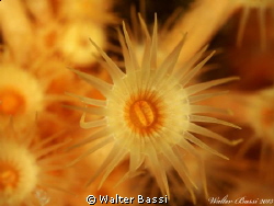 Yellow flower by Walter Bassi 